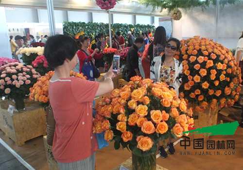 以花搭臺(tái) 共謀發(fā)展 第十七屆昆明國際花卉展成功舉辦 第十七屆昆明國際花卉展成功舉辦(圖1)