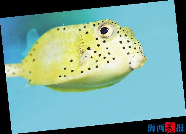 廈門海底世界內(nèi)設(shè)有五個特色展區(qū)(圖1)