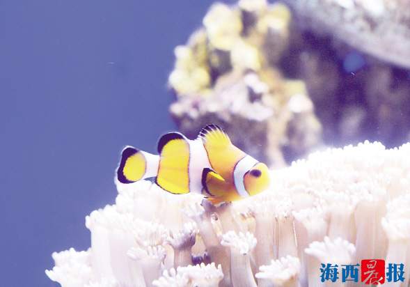 廈門海底世界內(nèi)設(shè)有五個特色展區(qū)(圖5)