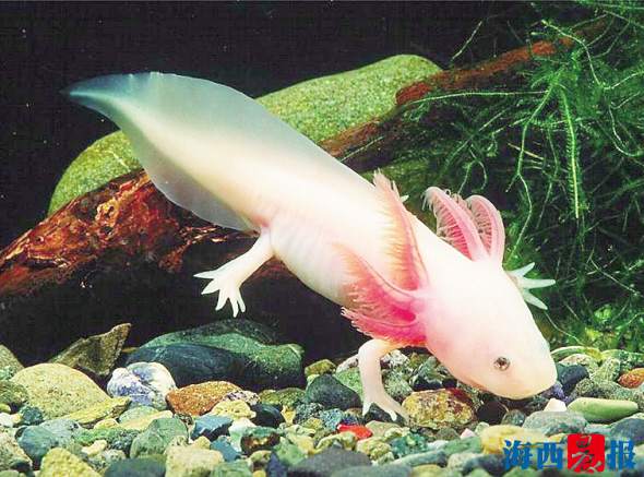 廈門海底世界內(nèi)設(shè)有五個特色展區(qū)(圖4)