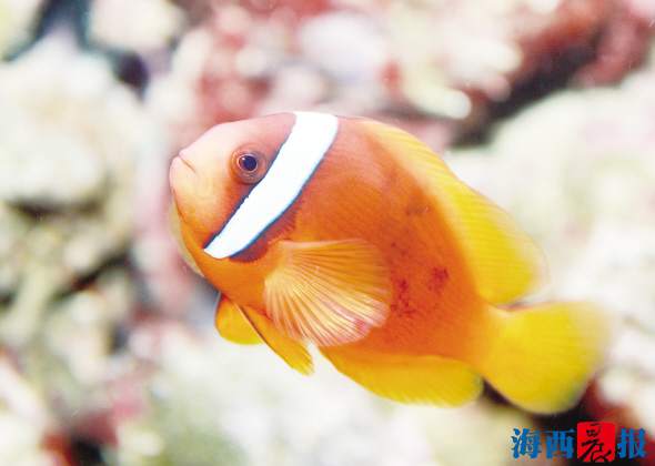 廈門海底世界內(nèi)設(shè)有五個特色展區(qū)(圖7)